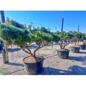 Borovica čierna (Pinus nigra)  ´BAMBINO´ - výška 120-130 cm, priemer 200-220 cm, kont. C180L  - VIACKMENNÝ BONSAJ - EXEMPLÁR